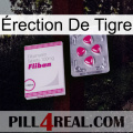 Érection De Tigre 32